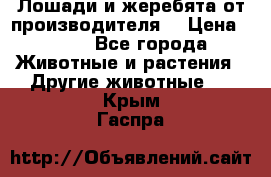 Лошади и жеребята от производителя. › Цена ­ 120 - Все города Животные и растения » Другие животные   . Крым,Гаспра